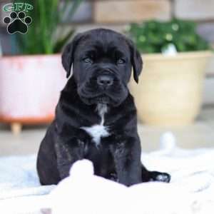 Shadow, Cane Corso Puppy
